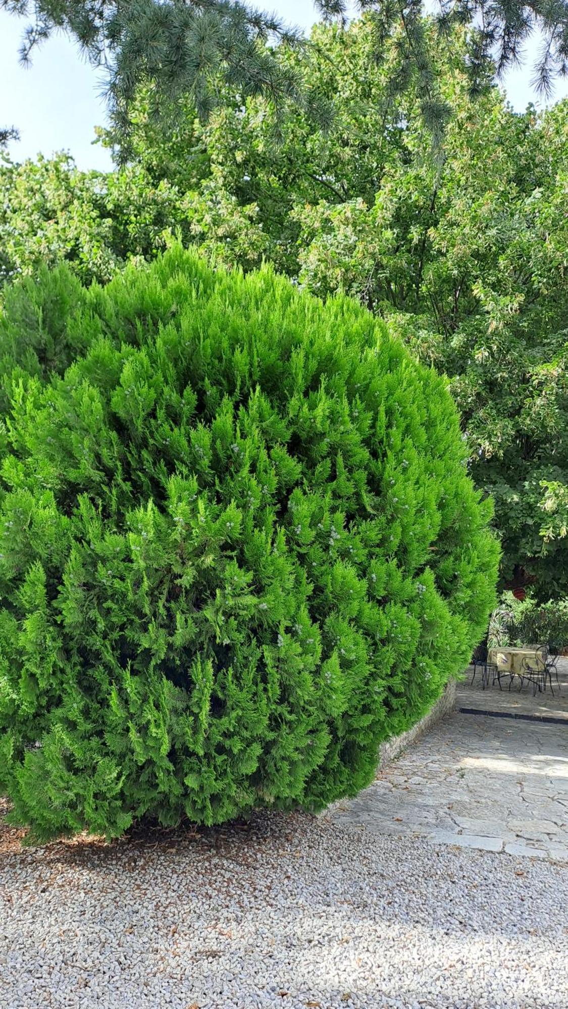 Apartment Le Tilia *